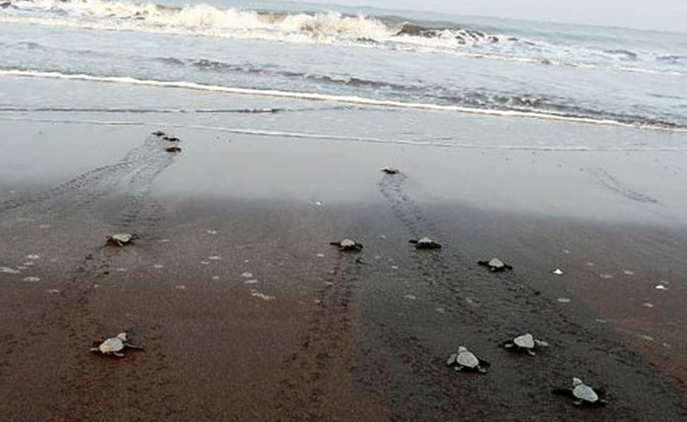 Velas Beach (189 Km From Mumbai)