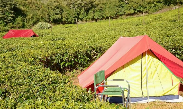Camping By Tea Gardens Ooty