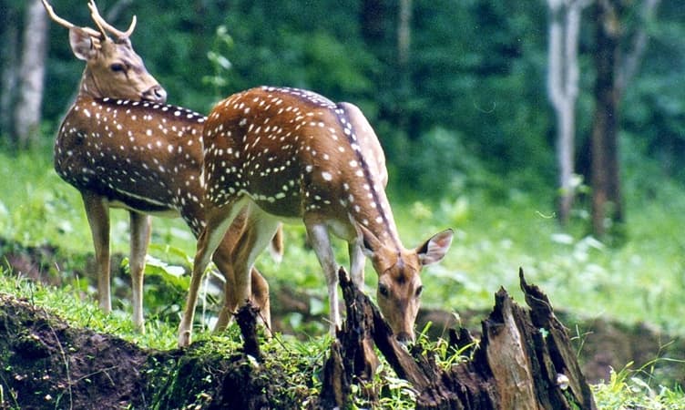 Goa Fauna 15 Things to Do in Goa in Monsoon Starting from ₹385