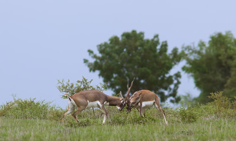 Rollapadu Wildlife Sanctuary (259 km from Hyderabad)