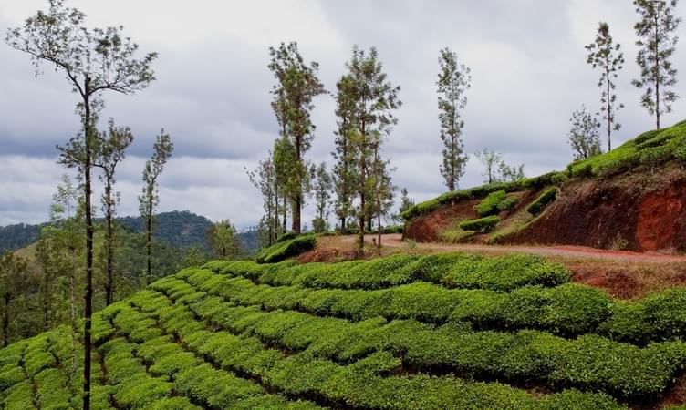 Vythiri (122 Km from Ooty)