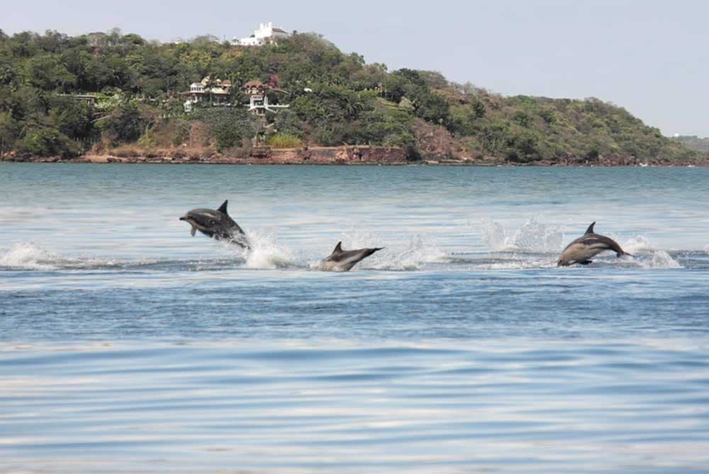 Palolem Beach Dolphin Trip, Goa | Book Online & Save 28%