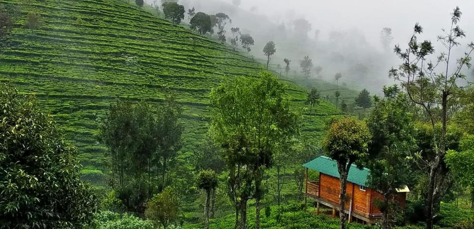 Tea Plantation Stay, Ooty