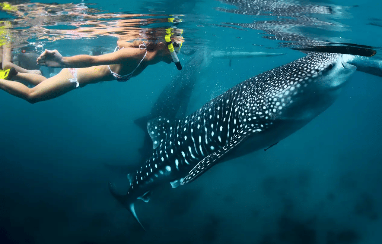 Oslob Whale Shark Swimming Watching from Cebu Shared Transport, Flat 15% off