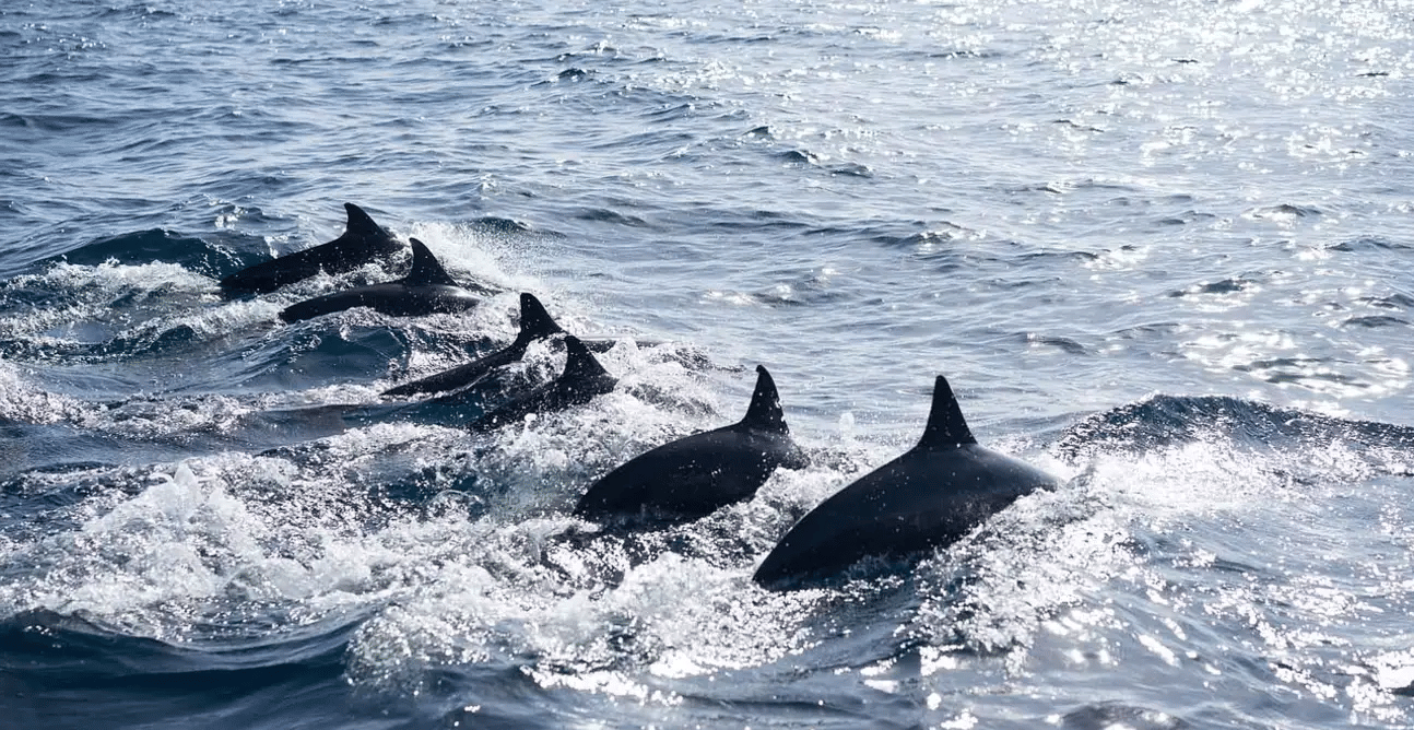 Panglao Island Hopping Tour, Book Now @ Flat 20% off