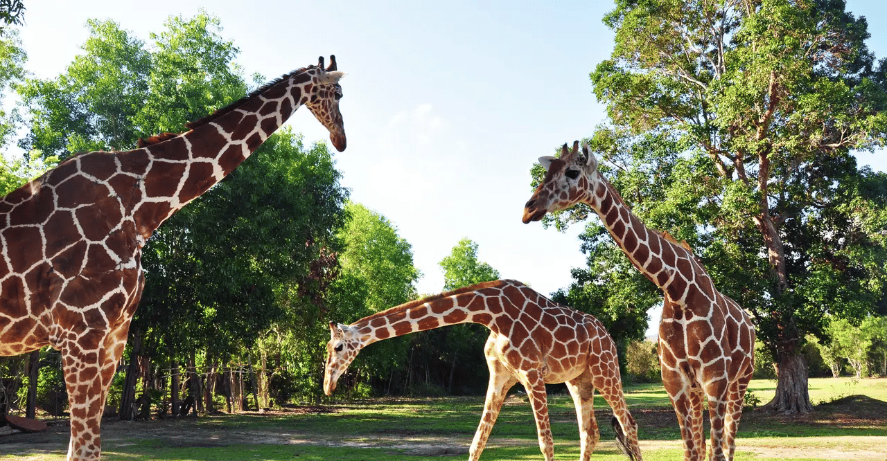 Calauit Safari Coron and Beach Tour, Book Now @ Flat 19% off