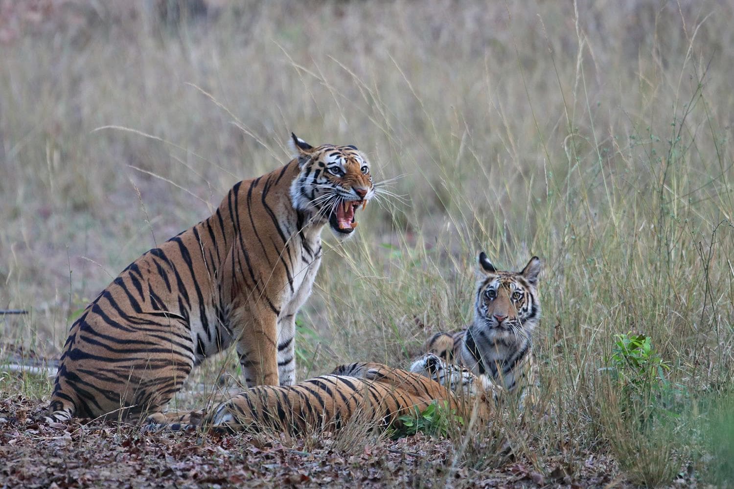 Tour from Jabalpur- Bandhavgarh-kanha | 04 Days & 03 Night