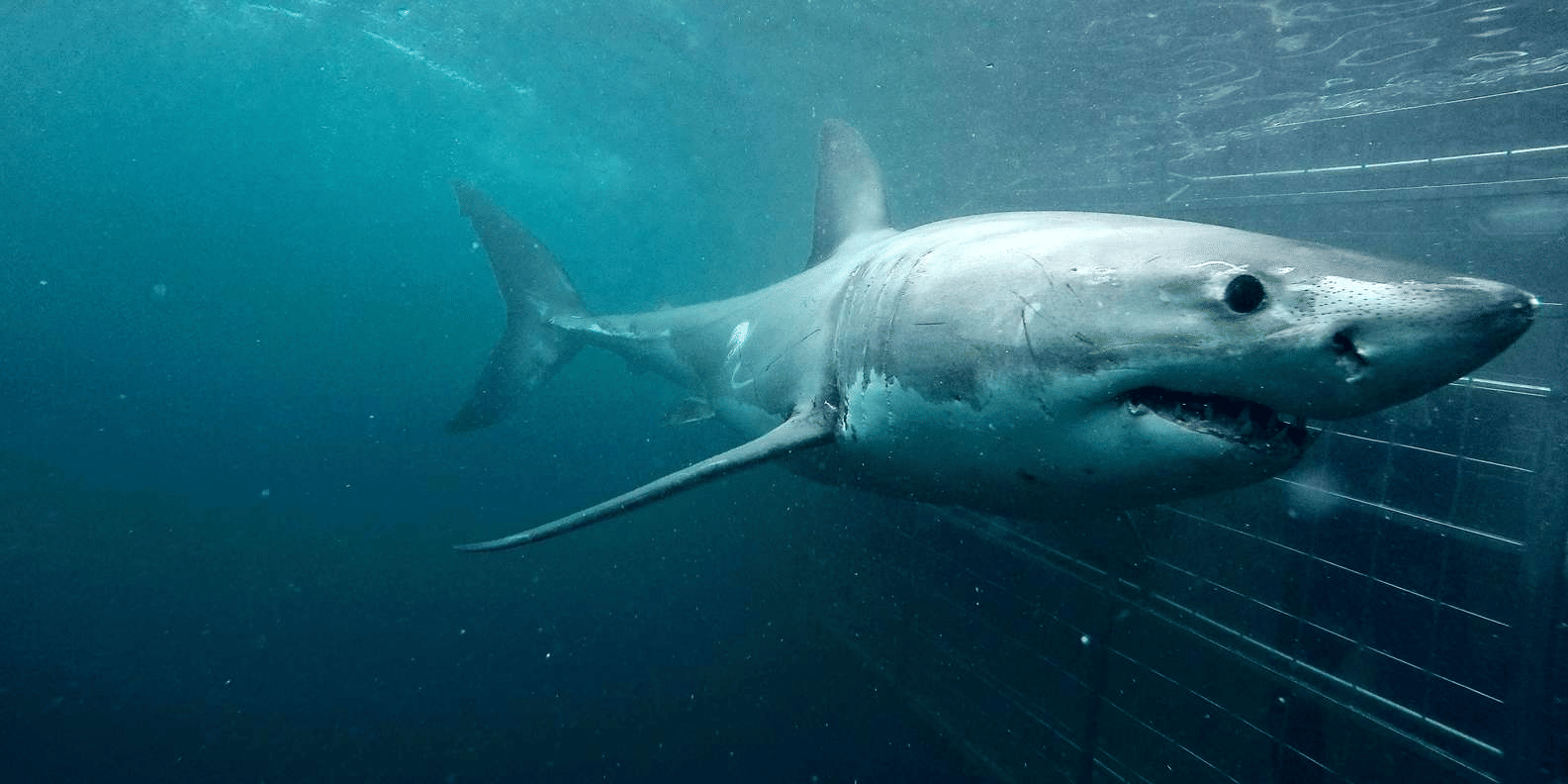 Shark Cage Diving Cape Town Tour, Book Now @ Flat 20% off