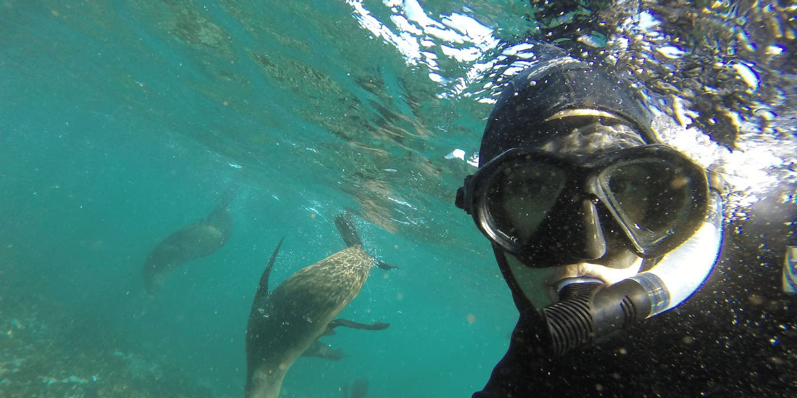 Snorkeling in Cape Town South Africa, Book Now @ Flat 20% off