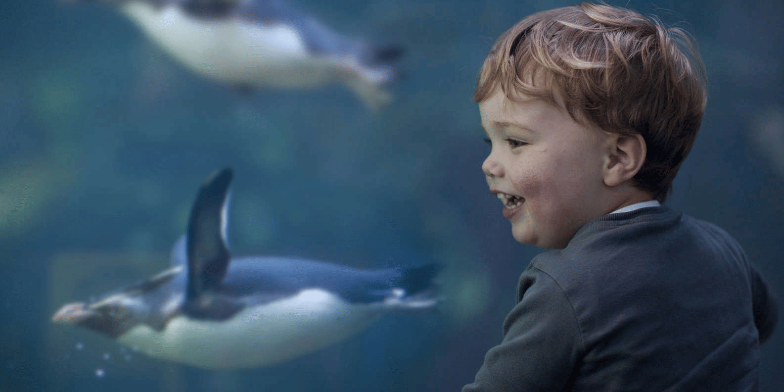 Two Oceans Aquarium Tickets, Book Now @ Flat 19% off