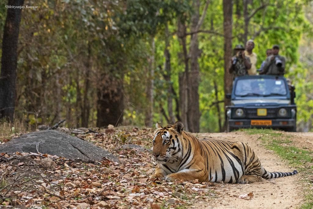 Kanha and Bandhavgarh National Park Tour | 4 Days & 3 Nights