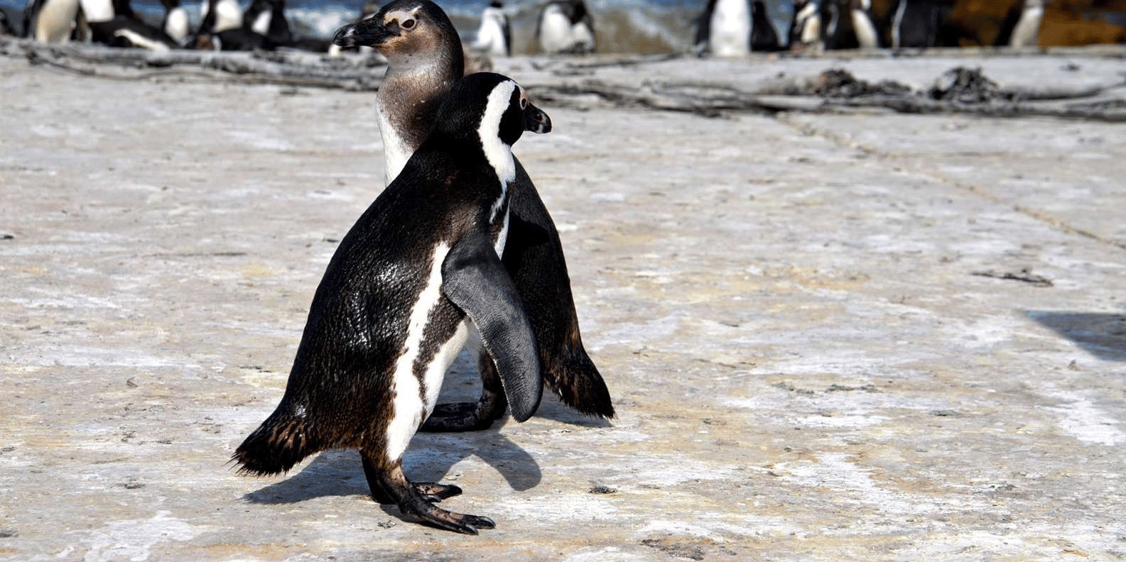 City Bus Tour Cape Town, Book Now @ Flat 19% off