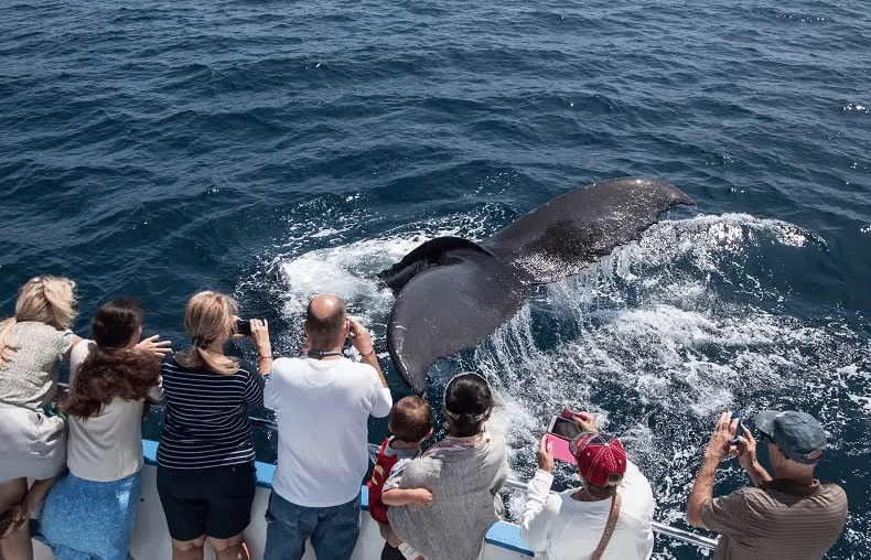 Whale Watching Los Angeles, Book Now @ Flat 18% off