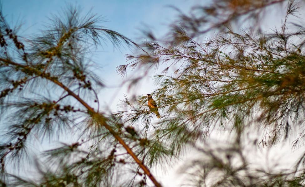 Bird Watching Experience in Mukteshwar