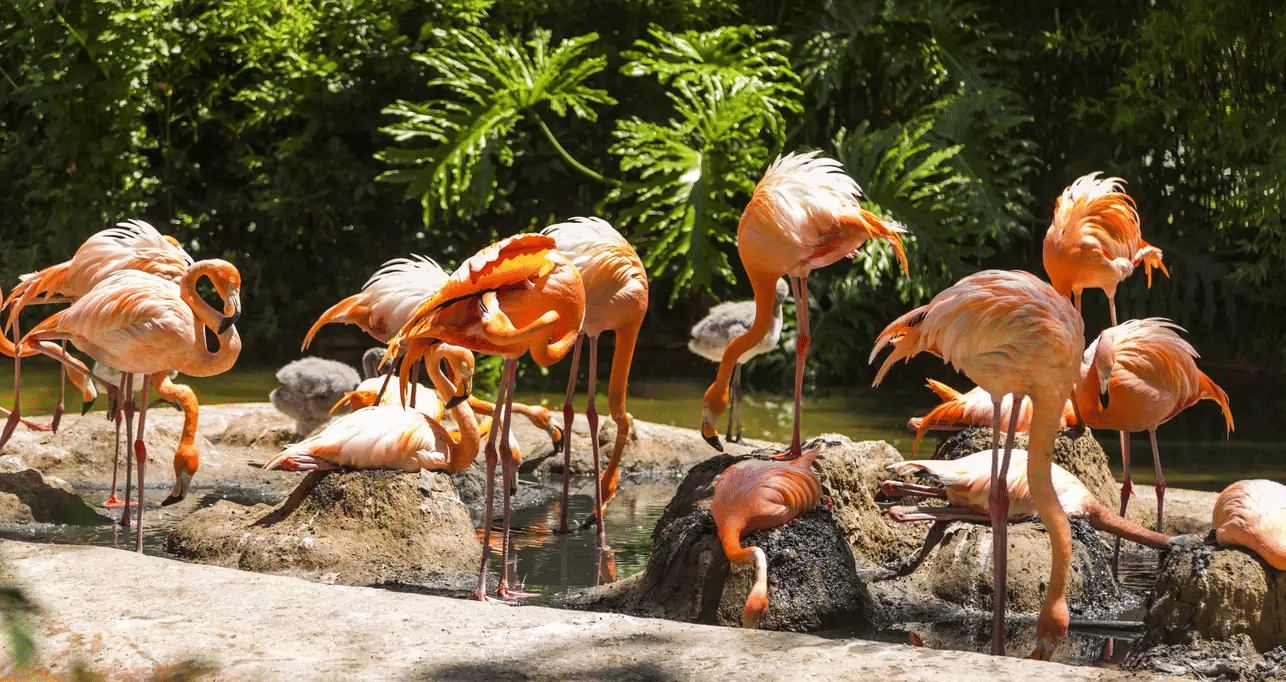 Barcelona Zoo Ticket: Flat 14% off