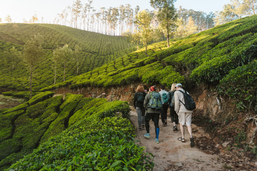 Coimbatore to Munnar Tour Package 2022 | Flat 13% off