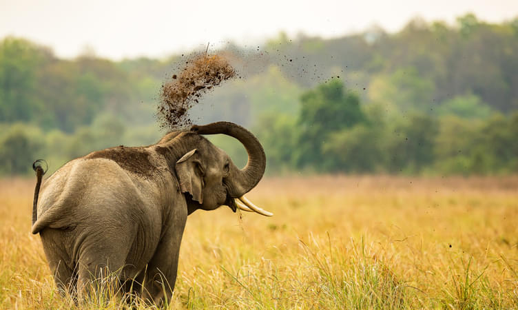 Jim Corbett Safari Package 2022 | Flat 15% off