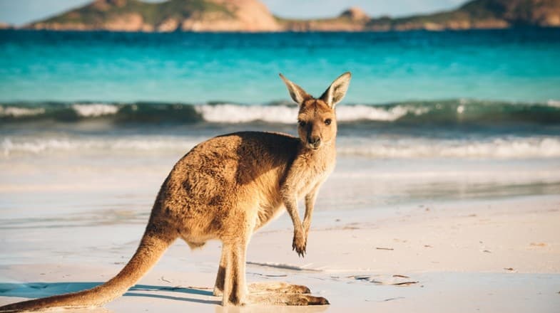 Glimpse of Australia: Melbourne, Tasmania & Kangaroo Island Tour