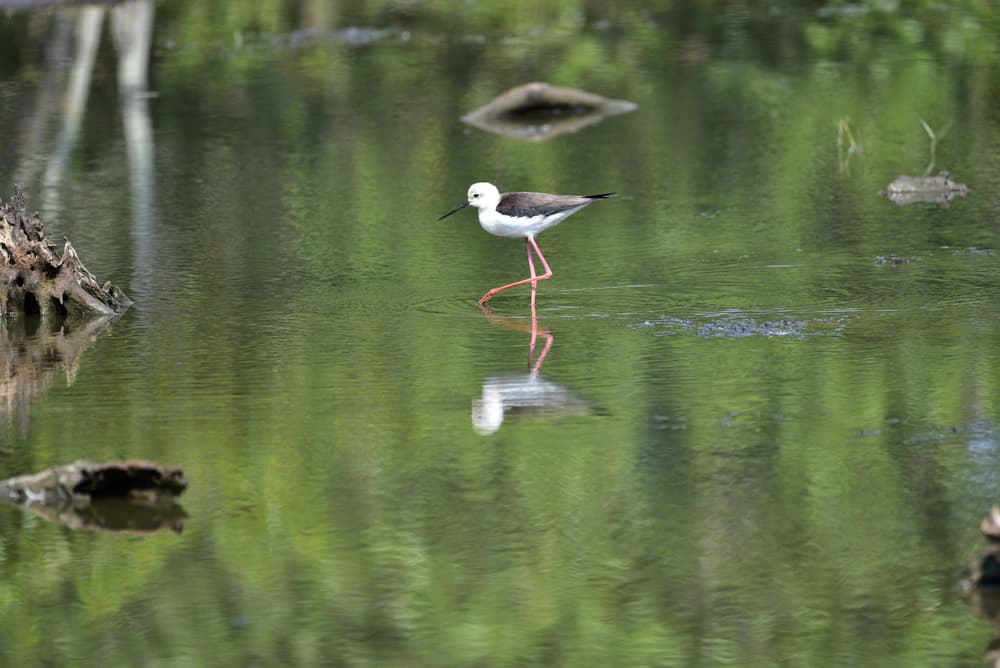 Bhitarkanika Tour Package 2023 | Flat 20% off