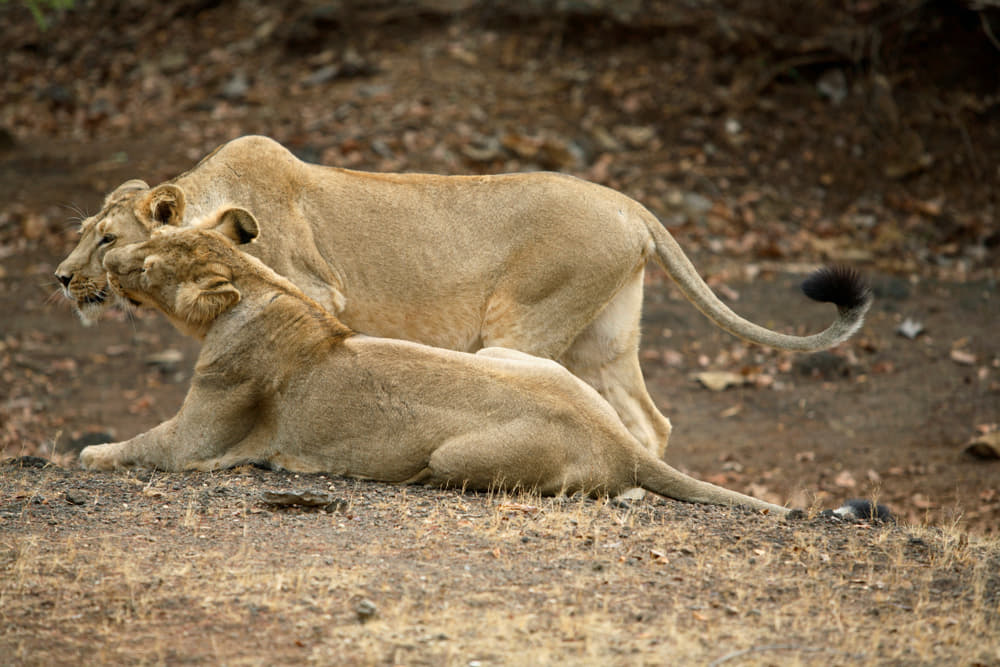 Dwarka Somnath Gir Tour Package 2023 | Flat 17% off