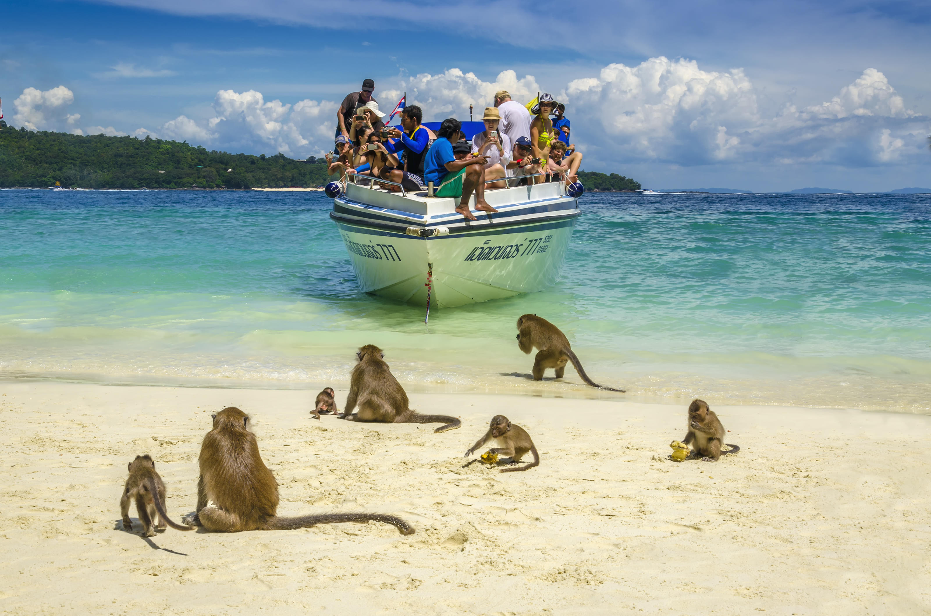 Monkey feeding at Monkey beach, Phi Phi island, Thailand, 31 december 2016