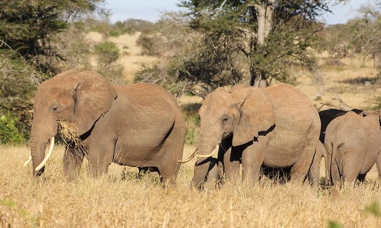 Best Kenya Tour Package to Spot the Big 5
