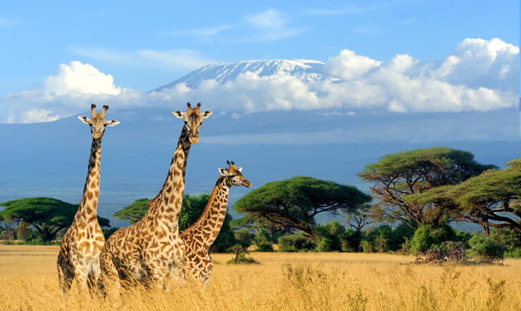 5 Nights and 6 Days Tour of Kenya Wildlife