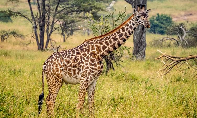 3 Day Tour of Masai Mara and Wildlife Spotting