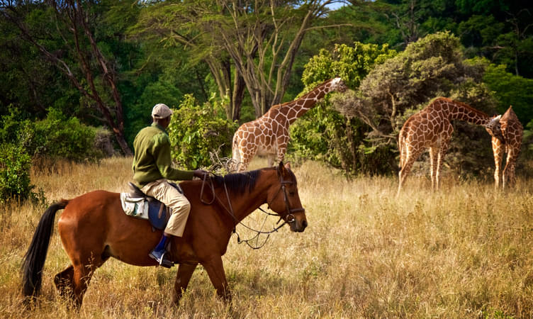 Safari in the National Park While Riding a Horse