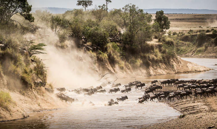 Witnessing the Great Migration of Wildebeests