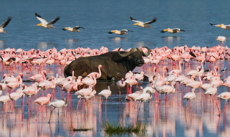 Lake Nakuru National Park