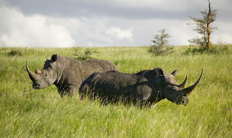 Lewa Wildlife Conservancy