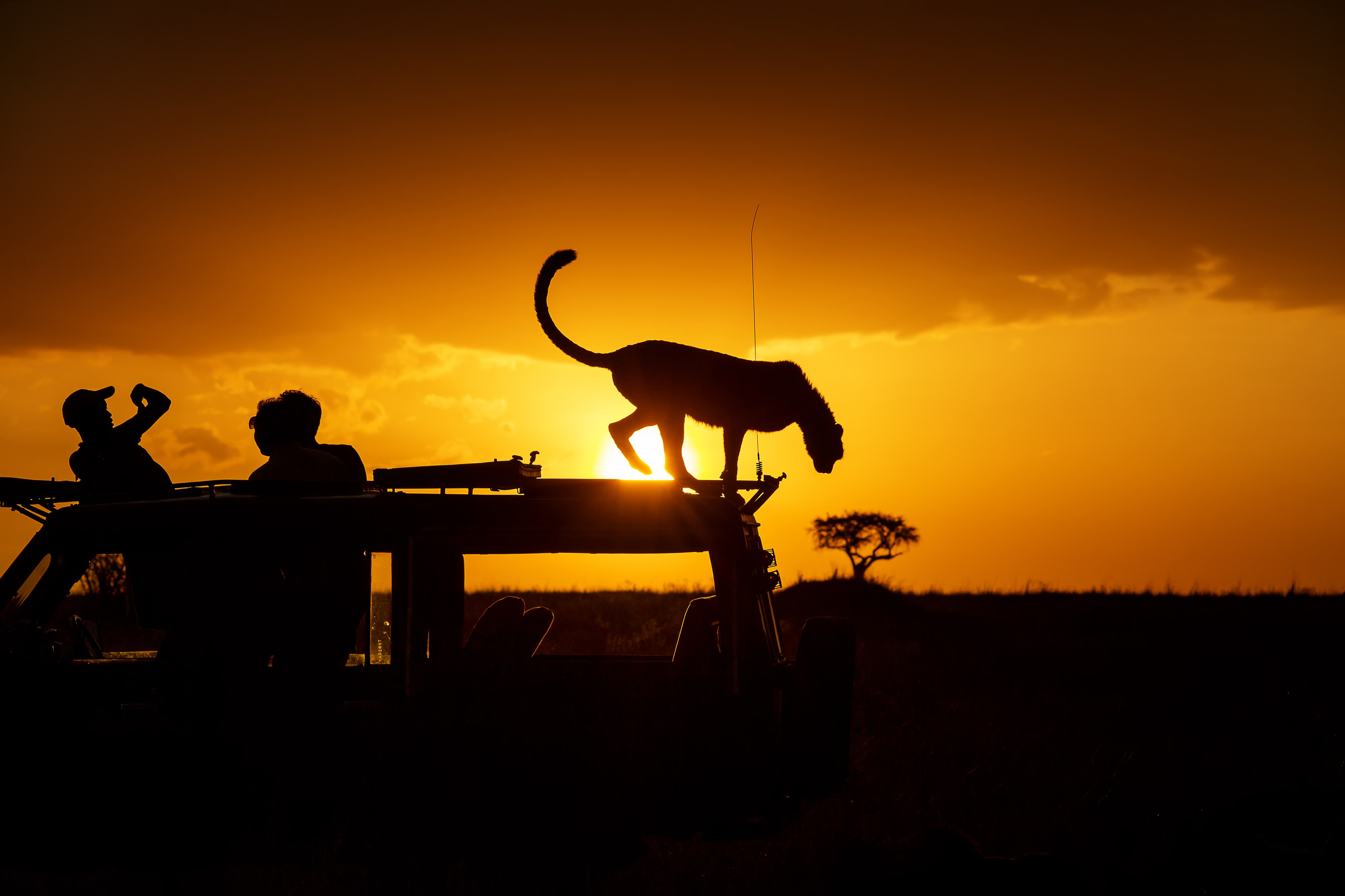40 Kenya Safari Packages {{year}} - UPTO 35% OFF