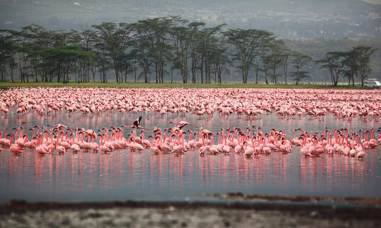 Best Time to Visit Kenya for Safari