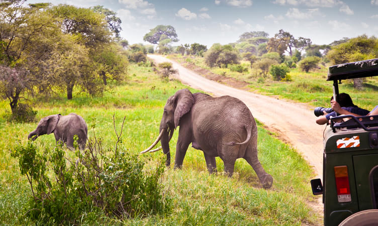 Cost of a Safari in Kenya