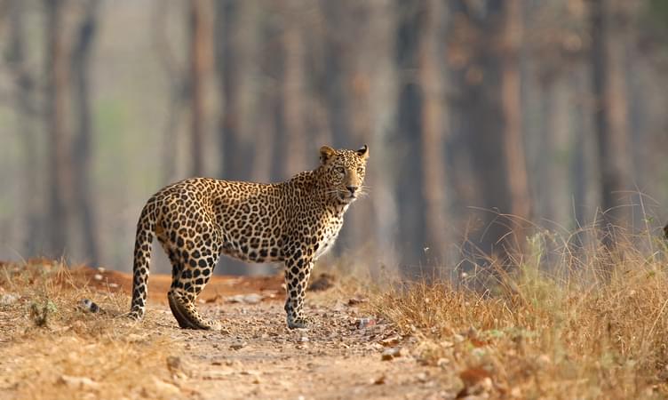 Bhamragarh Wildlife Sanctuary