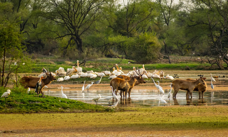 History Of Bharatpur Bird Sanctuary