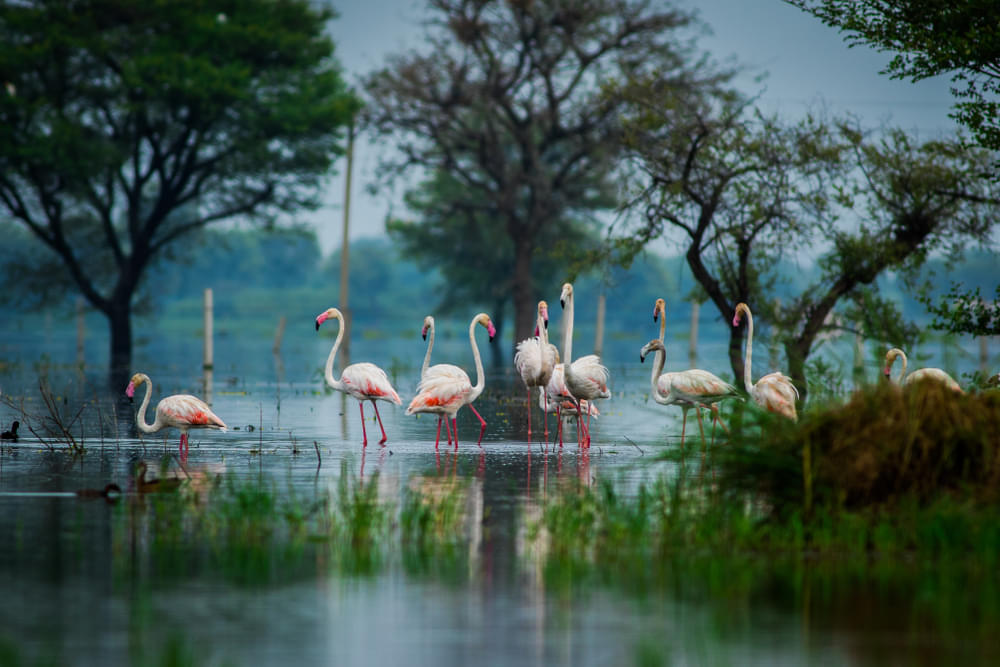 Bharatpur Bird Sanctuary Safari: A Detailed Guide