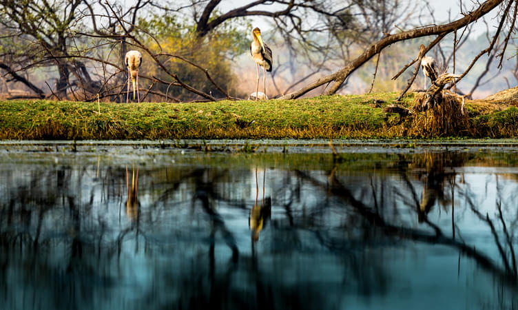 Tips For Visitors To Bharatpur National Park