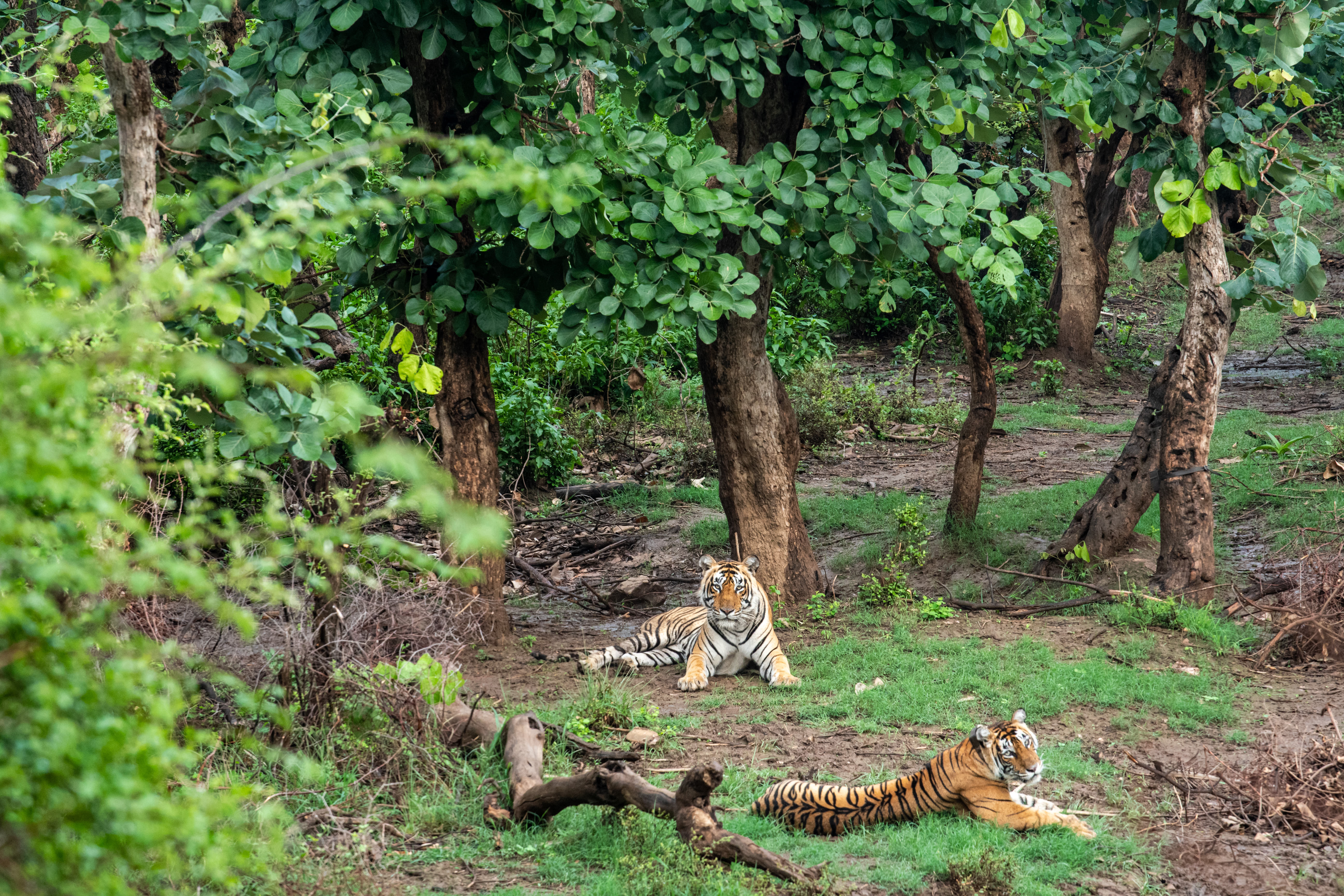 Sariska Tiger Reserve