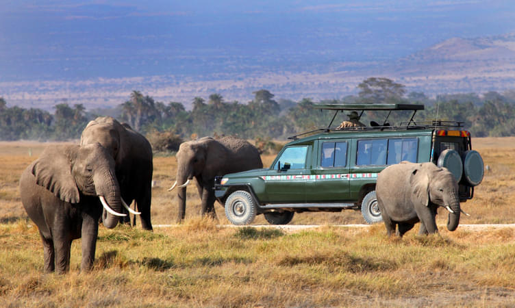 Cost of Safari in Masai Mara