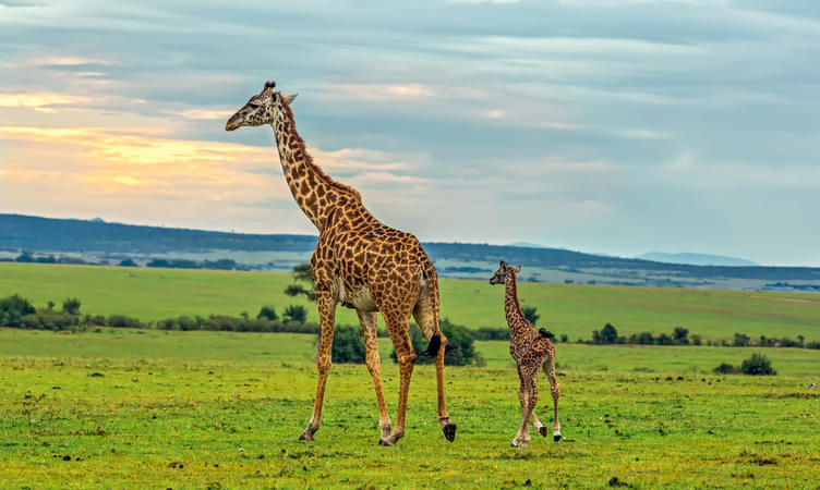 What to Pack while Visiting Masai Mara