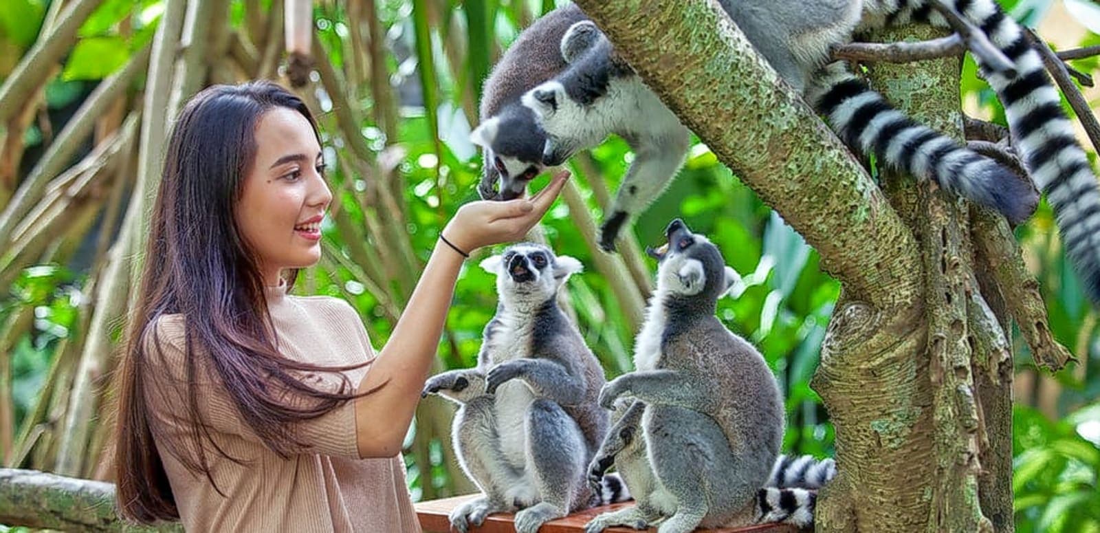  Breakfast with the Orangutans at Bali Zoo