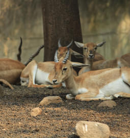 20 Wildlife Sanctuaries near Pune for an Adventurous Getaway