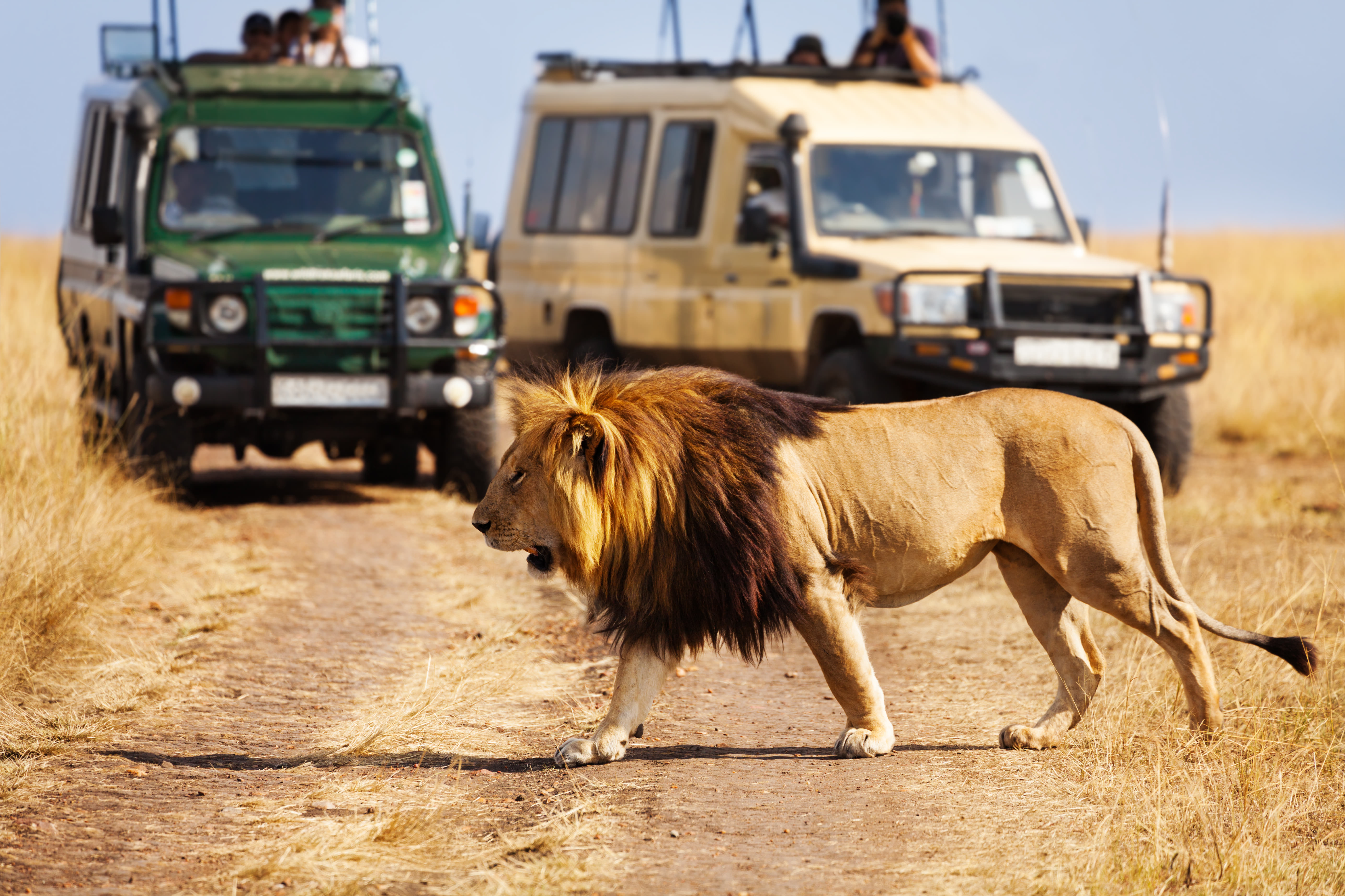 Uganda Safari Tours: Get 50% Off on Uganda Safari Packages