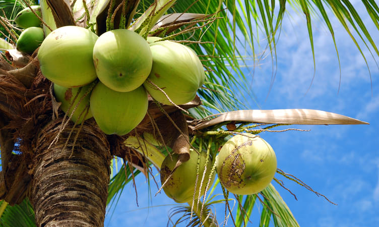 Brush up on your Knowledge of Coconuts