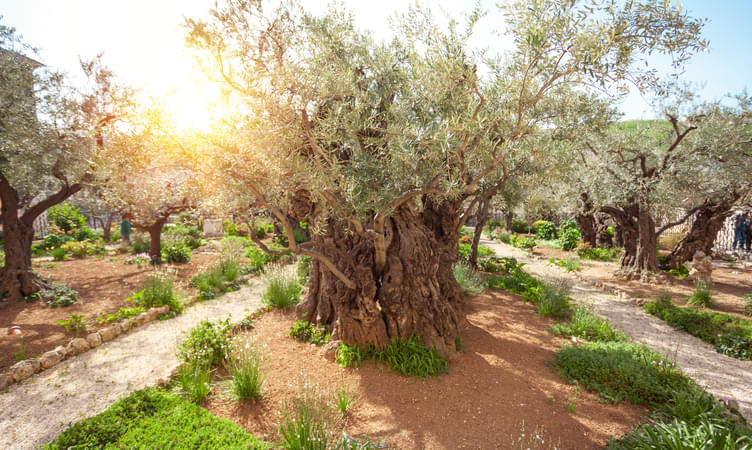 Gethsemane Site