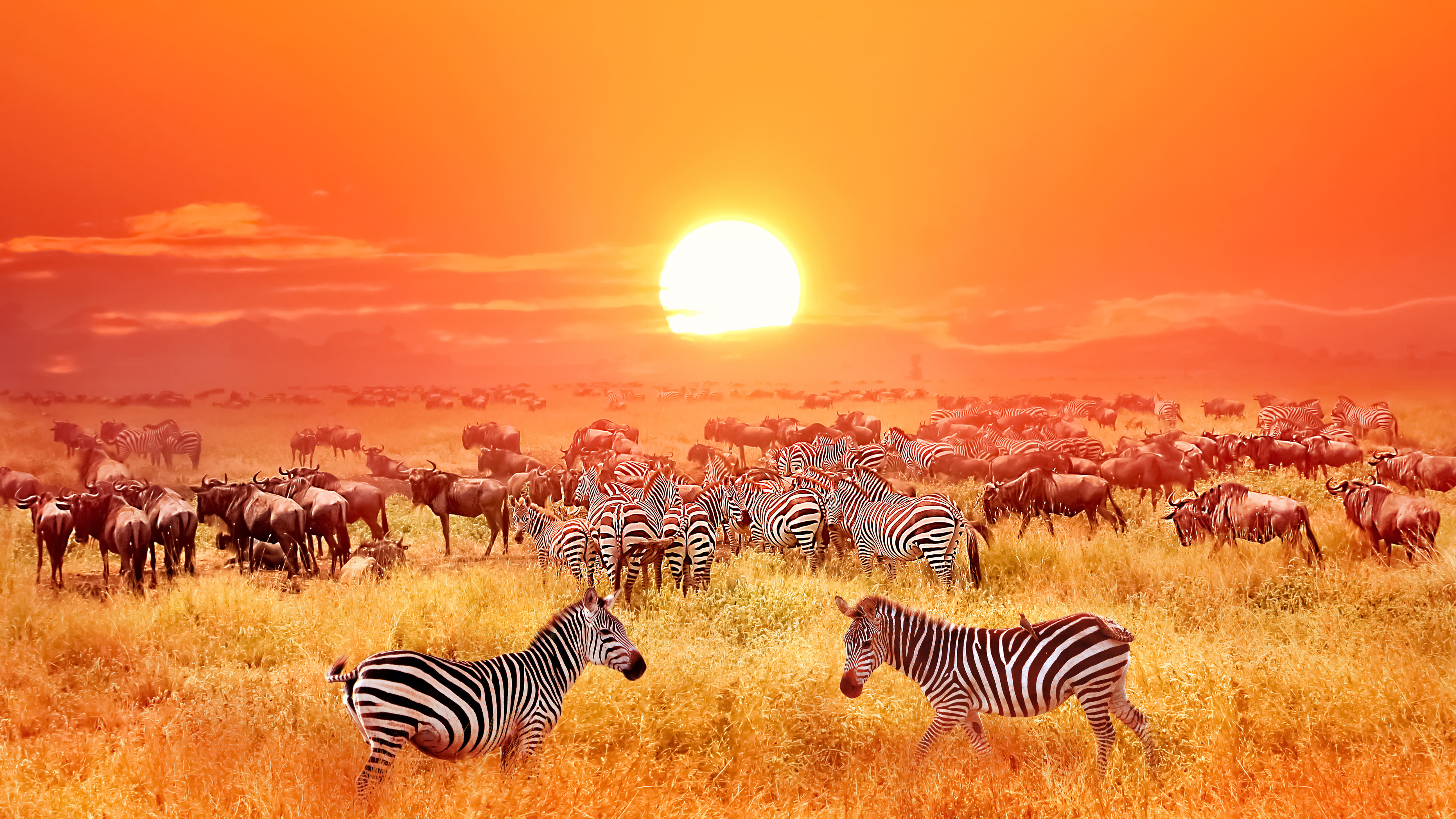 Tanzania Safari Packages | Get 35% Off On Tanzania Wildlife Safari