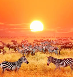Tanzania Safari Packages | Get 35% Off On Tanzania Wildlife Safari