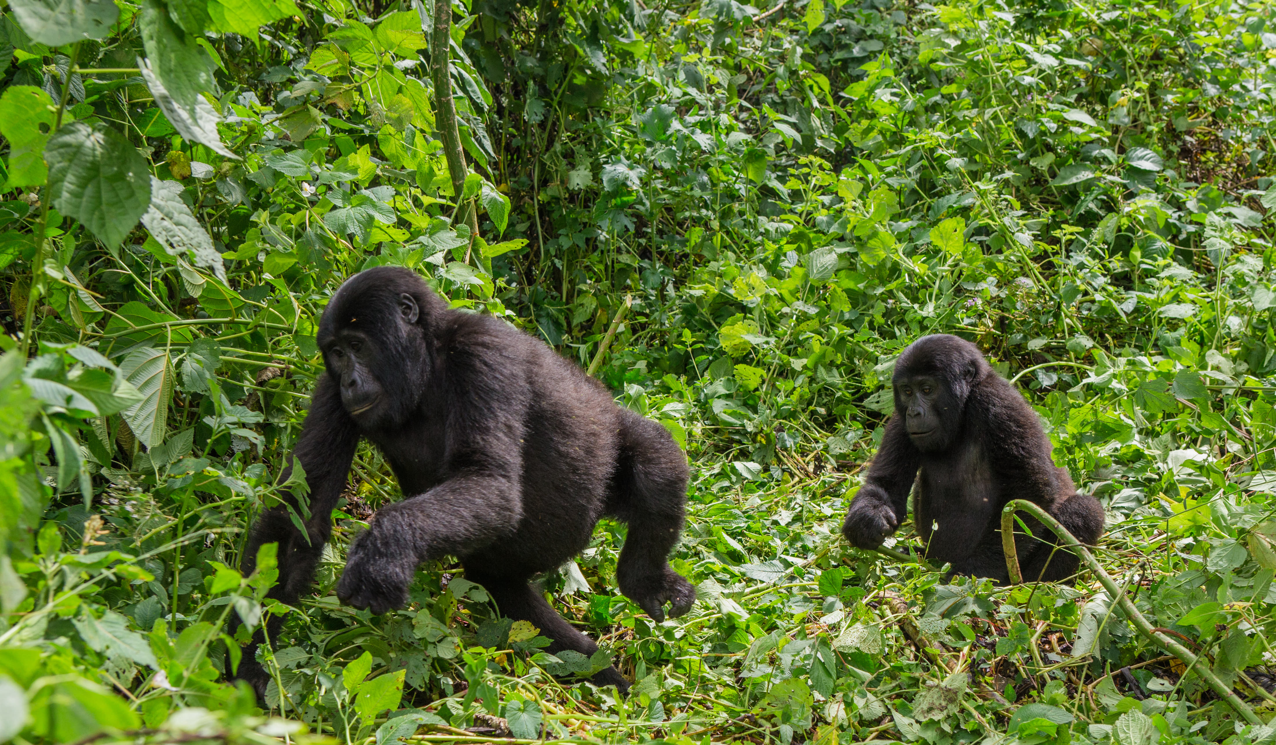 What To Expect On A Gorilla Safari?